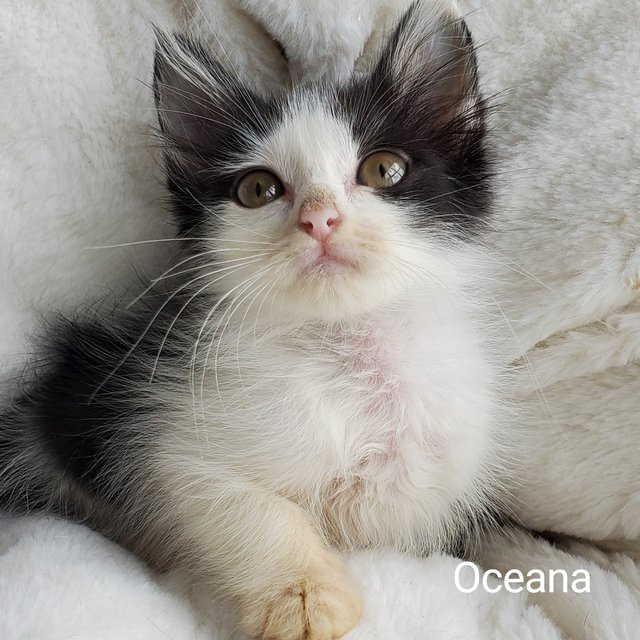 Oceana - Domestic Medium Hair Cat
