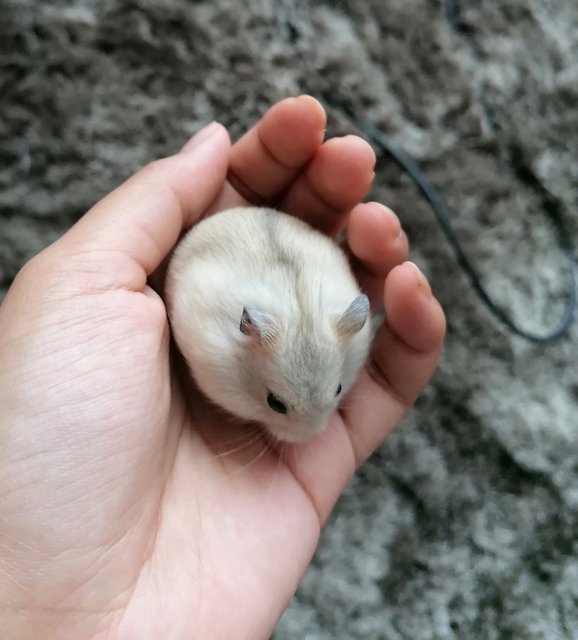 Tofu - Roborovsky's Hamster Hamster