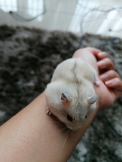 Tofu - Roborovsky's Hamster Hamster