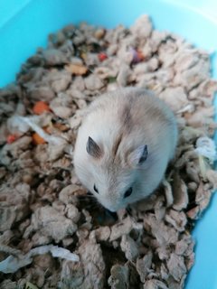 Tofu - Roborovsky's Hamster Hamster