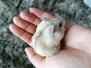 Tofu - Roborovsky's Hamster Hamster