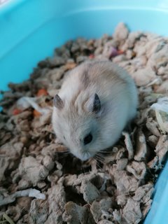 Tofu - Roborovsky's Hamster Hamster