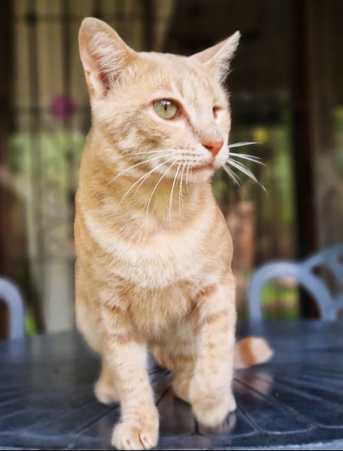 Barbossa - Domestic Short Hair Cat