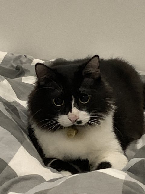 Oleo - Domestic Medium Hair + Tuxedo Cat