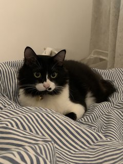 Oleo - Domestic Medium Hair + Tuxedo Cat