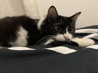 Oleo - Domestic Medium Hair + Tuxedo Cat