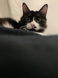 Oleo - Domestic Medium Hair + Tuxedo Cat