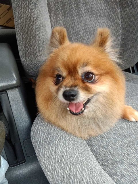 Pom - Pomeranian Dog