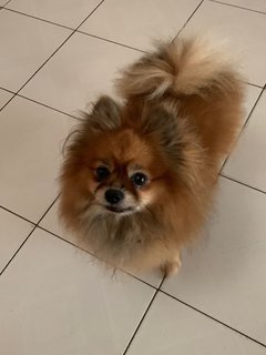 Pom - Pomeranian Dog