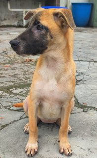 Peanut - Mixed Breed Dog