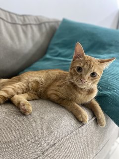 Simba - Domestic Short Hair Cat