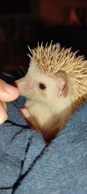 Jojo - Hedgehog Small & Furry