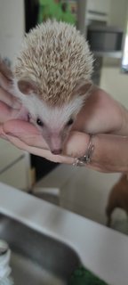 Jojo - Hedgehog Small & Furry