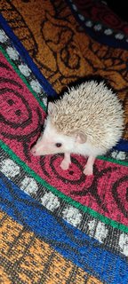 Jojo - Hedgehog Small & Furry