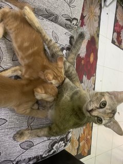 Mina &amp; Oyen - Domestic Short Hair Cat