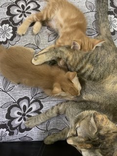 Mina &amp; Oyen - Domestic Short Hair Cat