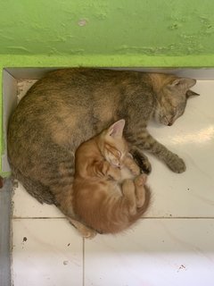 Mina &amp; Oyen - Domestic Short Hair Cat