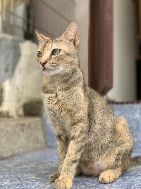 Mina &amp; Oyen - Domestic Short Hair Cat