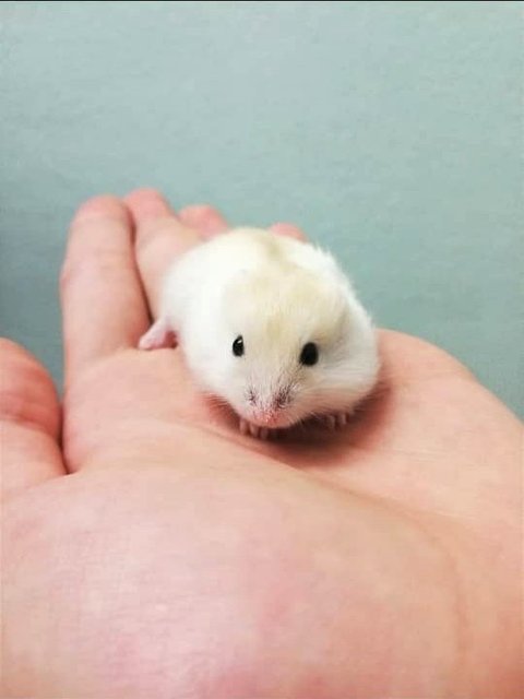 PF114504 - Short Dwarf Hamster Hamster