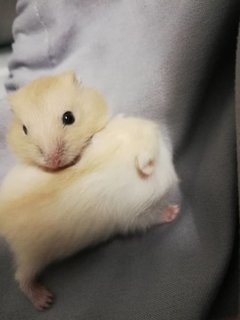 PF114504 - Short Dwarf Hamster Hamster