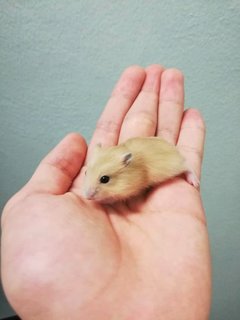 PF114504 - Short Dwarf Hamster Hamster