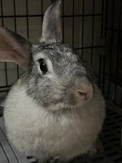 Oreo - Chinchilla Rabbit