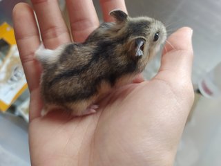 Drawf Hamsters - Short Dwarf Hamster Hamster