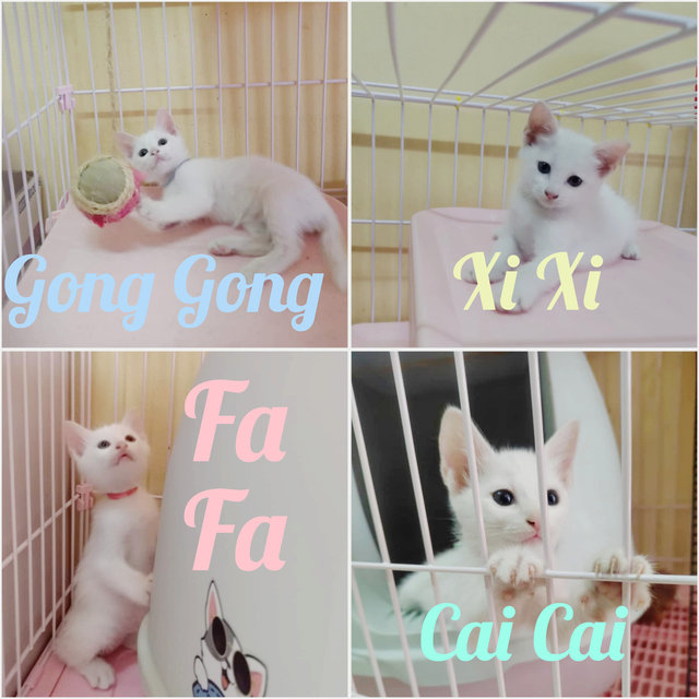 Gong Xi Fa Cai - Domestic Short Hair Cat