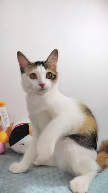 Hava(花子) - Domestic Medium Hair Cat