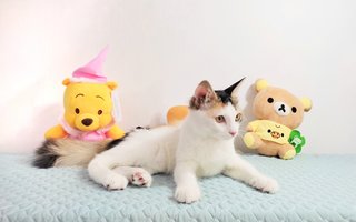 Hava(花子) - Domestic Medium Hair Cat