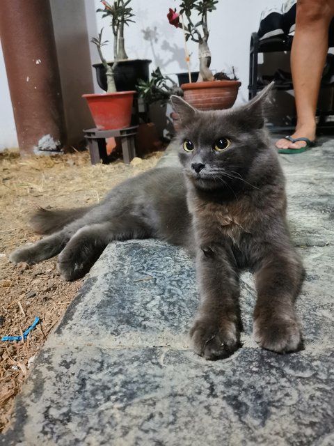 Belle - Russian Blue Cat