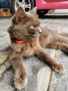 Belle - Russian Blue Cat