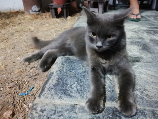 Belle - Russian Blue Cat