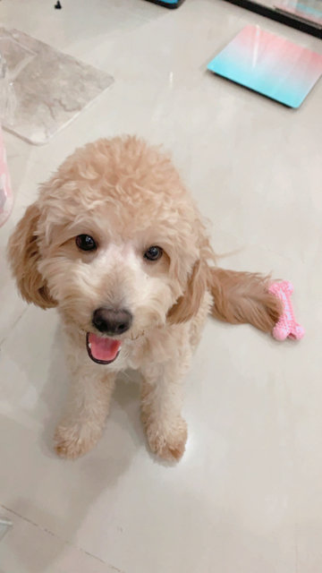 Simba - Poodle Dog