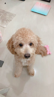 Simba - Poodle Dog