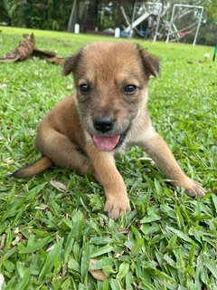 Bailey  - Mixed Breed Dog