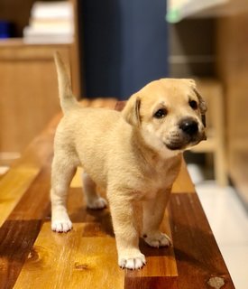 Martin - Mixed Breed Dog