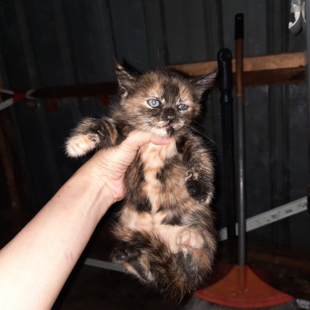 Fat Fluffy Cocoa - Domestic Short Hair Cat