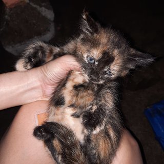 Fat Fluffy Cocoa - Domestic Short Hair Cat