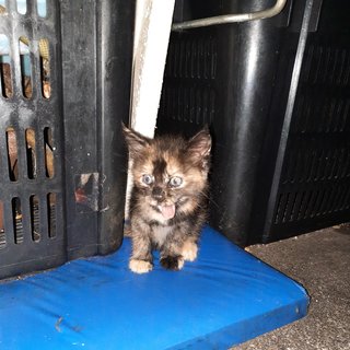 Fat Fluffy Cocoa - Domestic Short Hair Cat