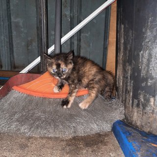 Fat Fluffy Cocoa - Domestic Short Hair Cat