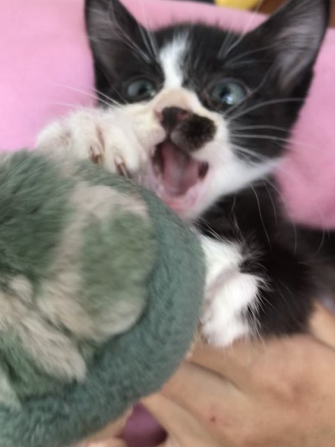 Tom The Tuxedo Kitten - Domestic Short Hair Cat