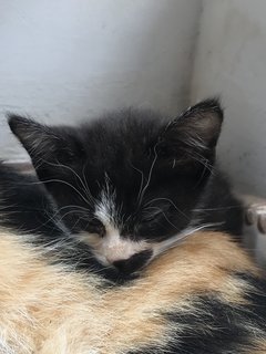 Tom The Tuxedo Kitten - Domestic Short Hair Cat