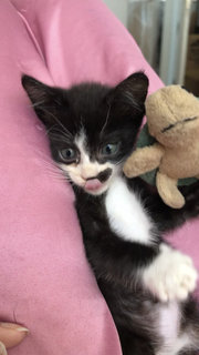 Tom The Tuxedo Kitten - Domestic Short Hair Cat