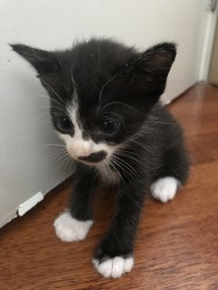 Tom The Tuxedo Kitten - Domestic Short Hair Cat