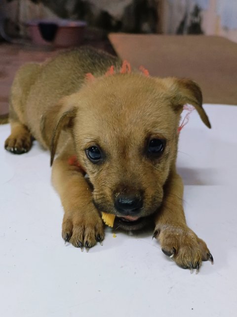 Orange - Mixed Breed Dog