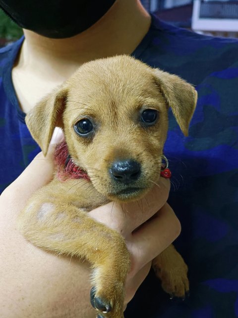 Red Plum - Mixed Breed Dog