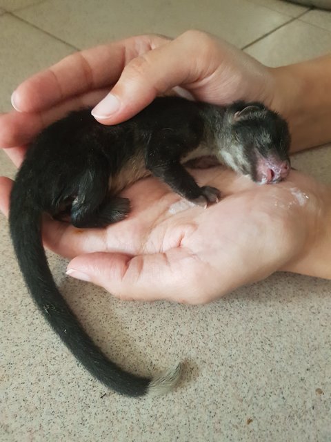 Baby Civet  (Musang) - Ferret Small & Furry