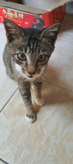 Kopi (Fka Ashton) - Domestic Short Hair Cat