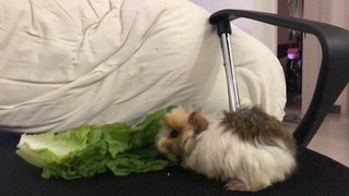 Chibi - Guinea Pig Small & Furry